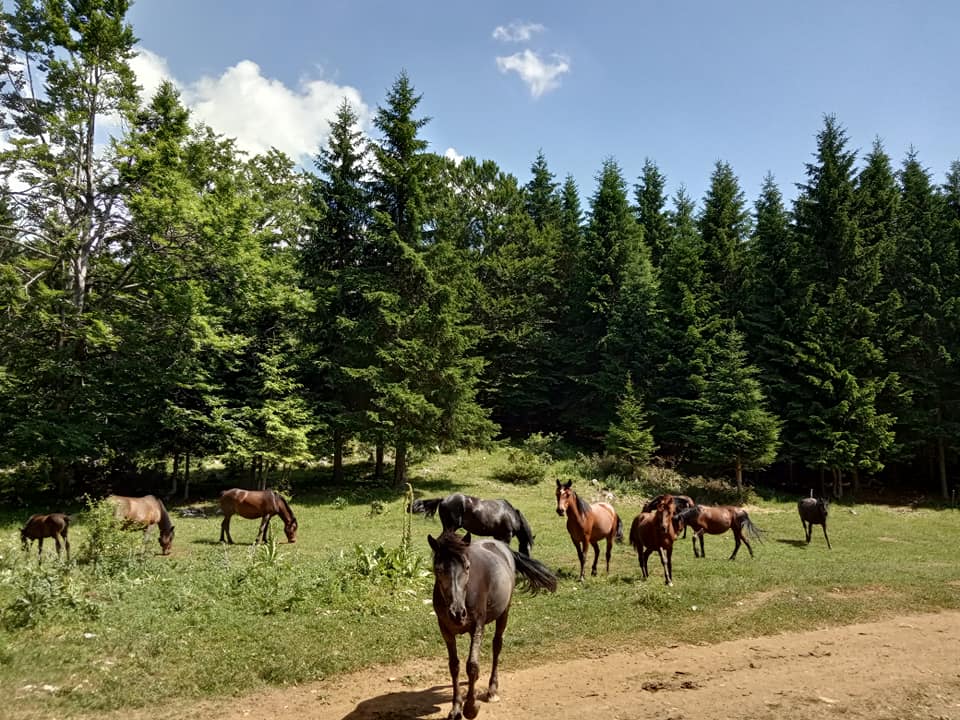 Avanture Suva planina